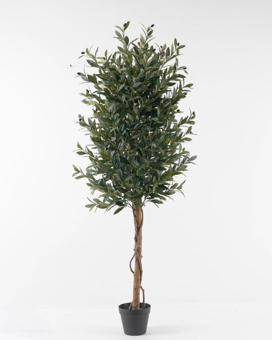 شجرة "OLIVE"  150