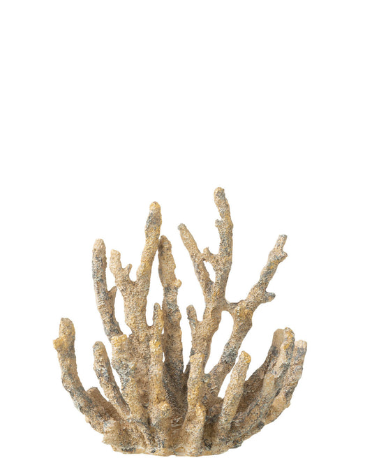 مرجان "بيج" حجم صغير