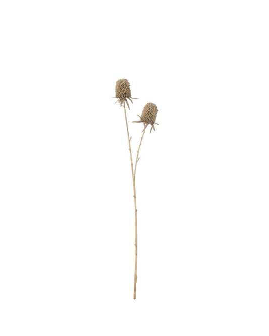 غصن "Marigold " باللون البني