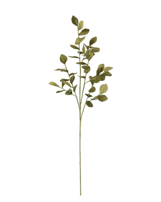 غصن"Eva"أخضر