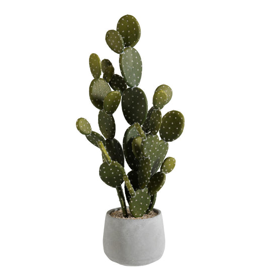 صبار مع قاعدة اسمنت