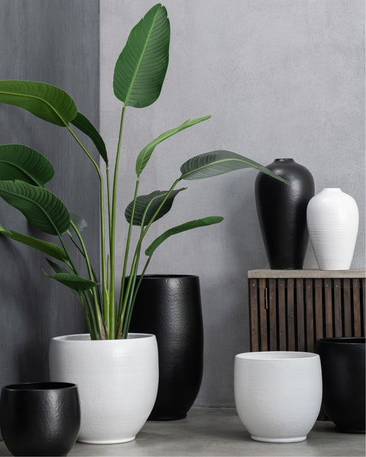 جرة"Ying" باللون الأسود