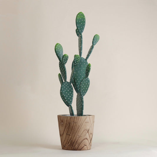 شتله الصبار مع قوارة