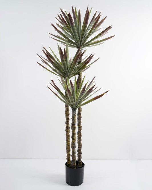 شجرة "AGAVE MULTI"