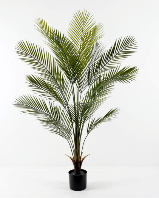 شجرة "KWAI " 150