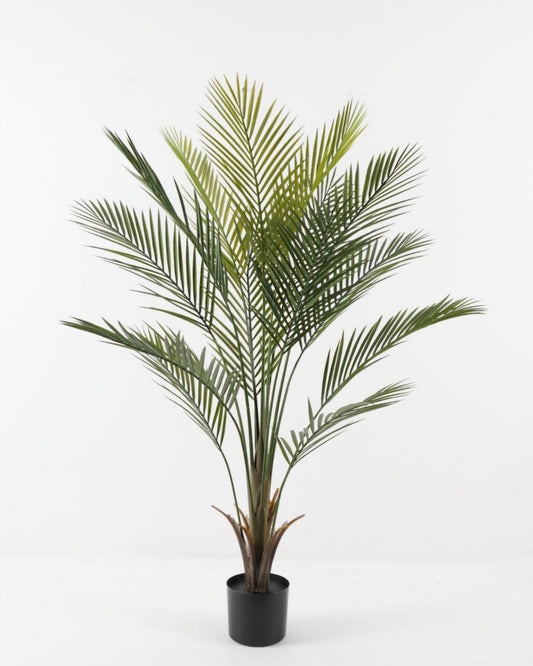 شجرة "KWAI " 120