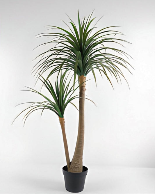 شجرة "YUCCA" 150