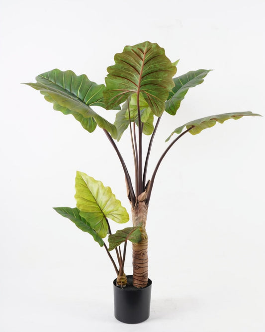 شجرة "TARO "