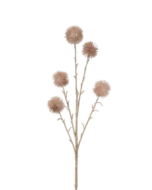 غصن "Echinops "