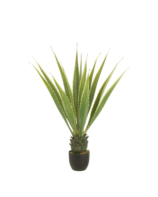 شجرة "Agave"