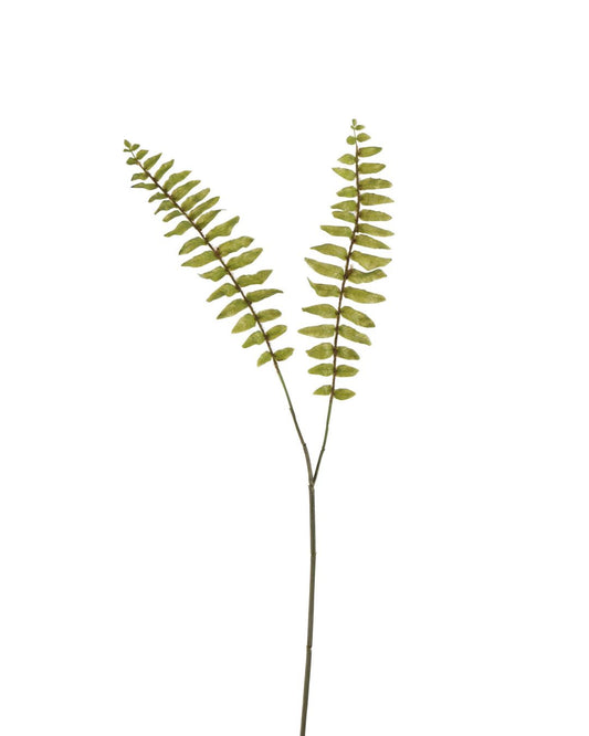 غصن"Fern"
