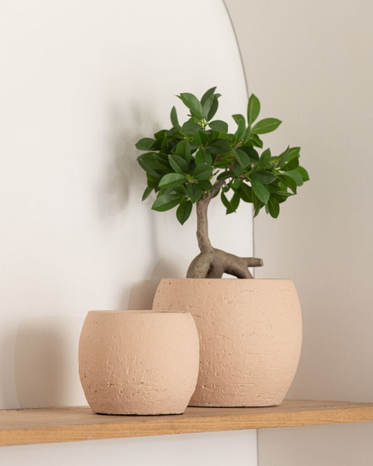 جرة "Enya" بيج