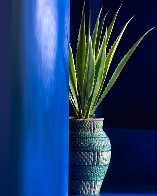 شجرة "Agave"