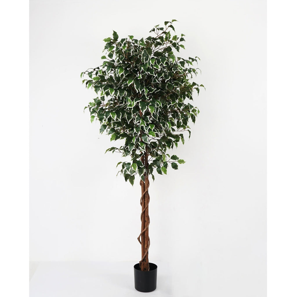 شجرة " Panyan white" 179 cm