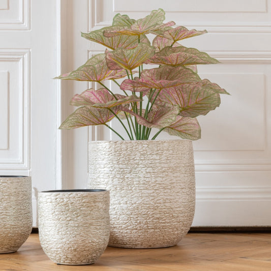 شجرة "Caladium" زهر
